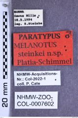 Etikette zu Melanotus steinkei (Platia & Schimmel, 2001) (NHMW-ZOO-COL-0007602)